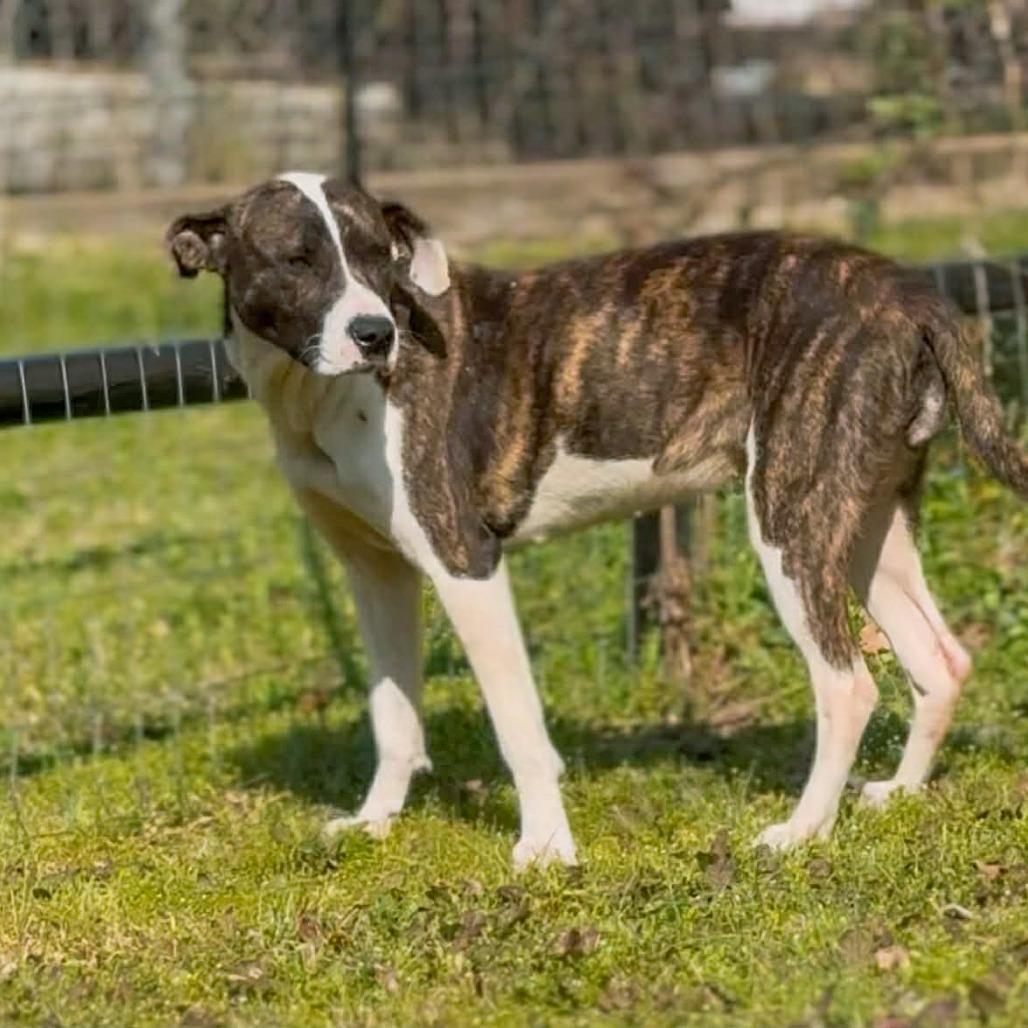 Enlarge Isabella, a Adoptable Mixed Breed in Lufkin, TX image 4/4