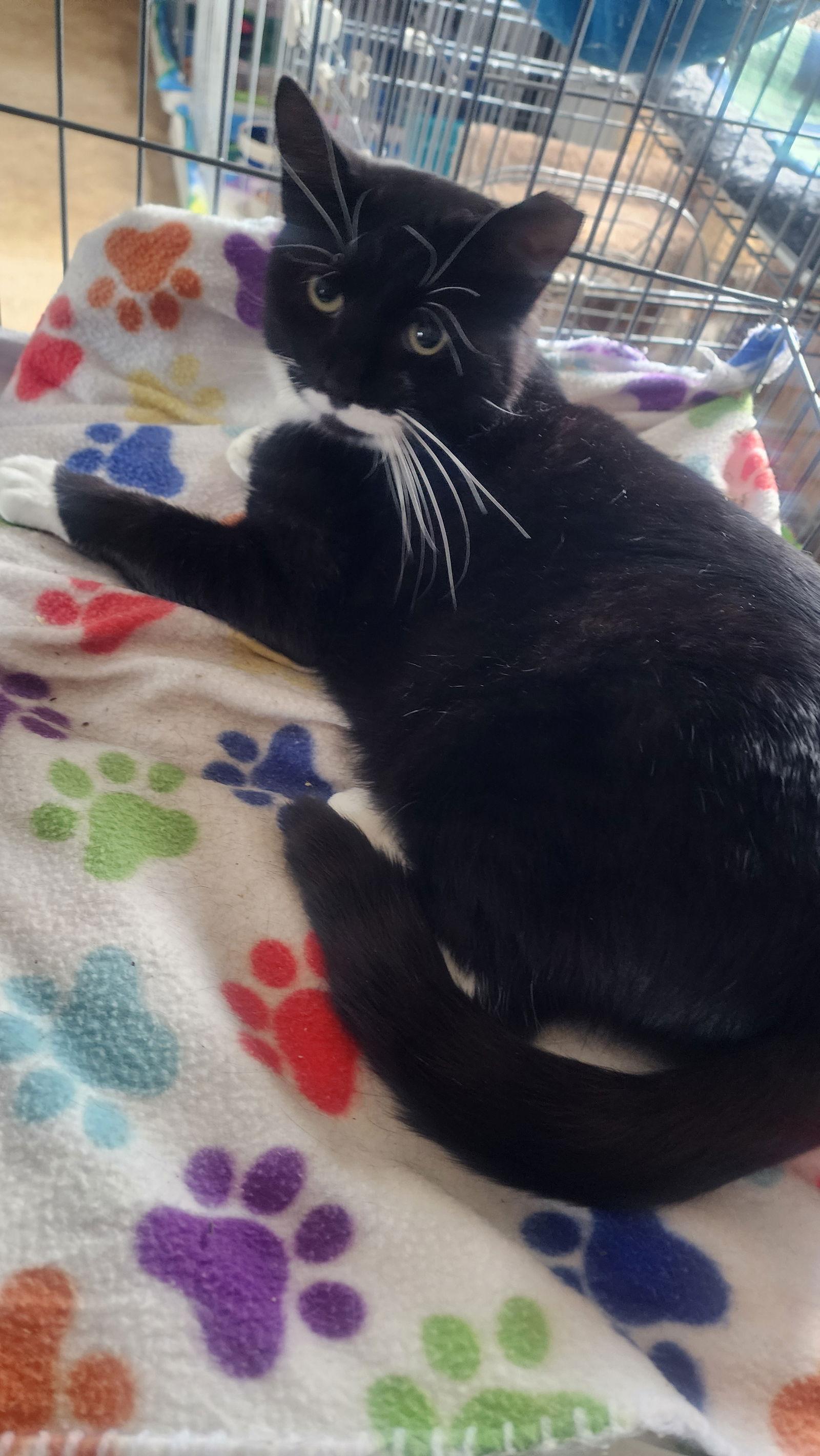 Duke, Adoptable, Adult Male Domestic Short Hair.