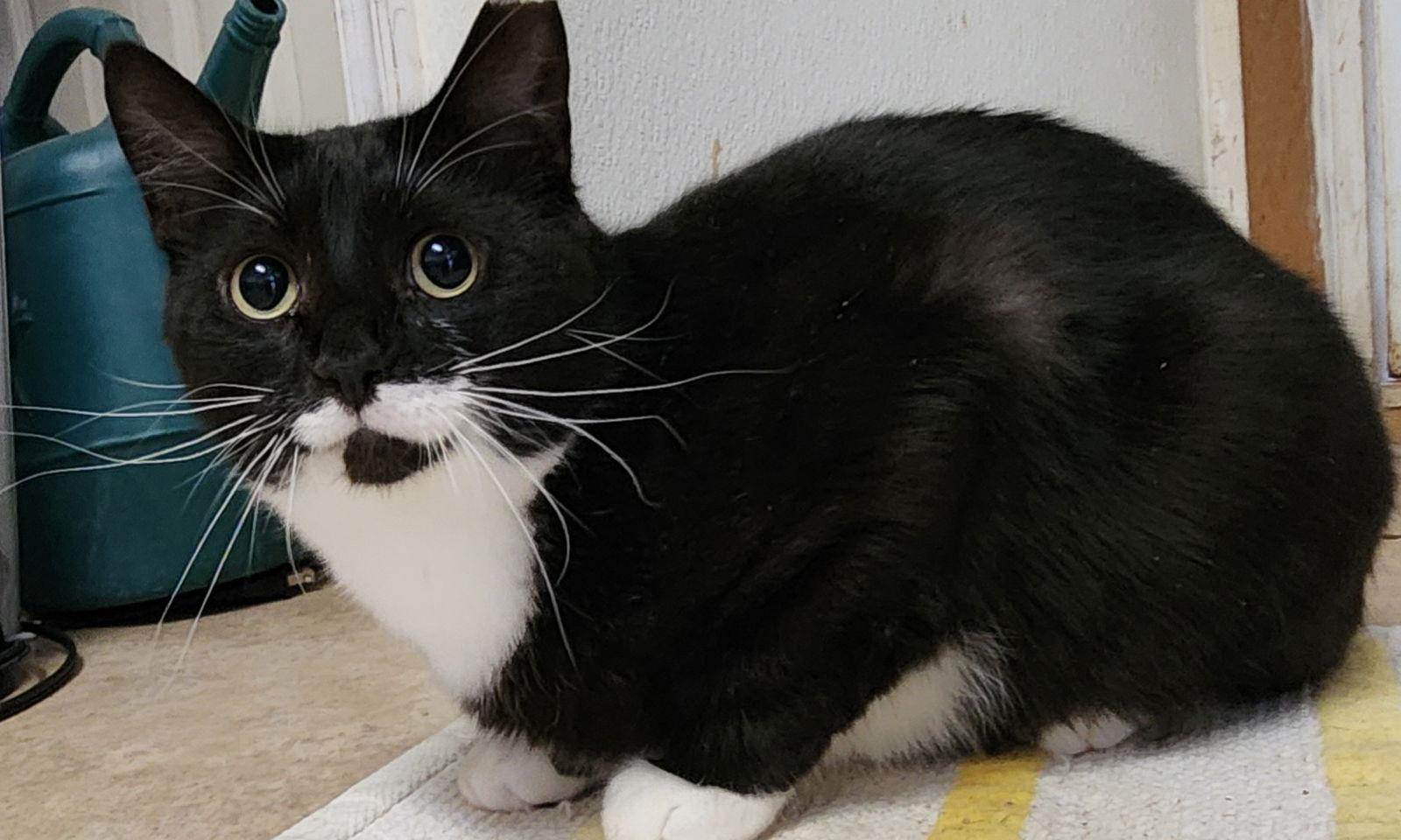 Duke, a Adoptable Domestic Short Hair in Berkeley Springs, WV image 2/3