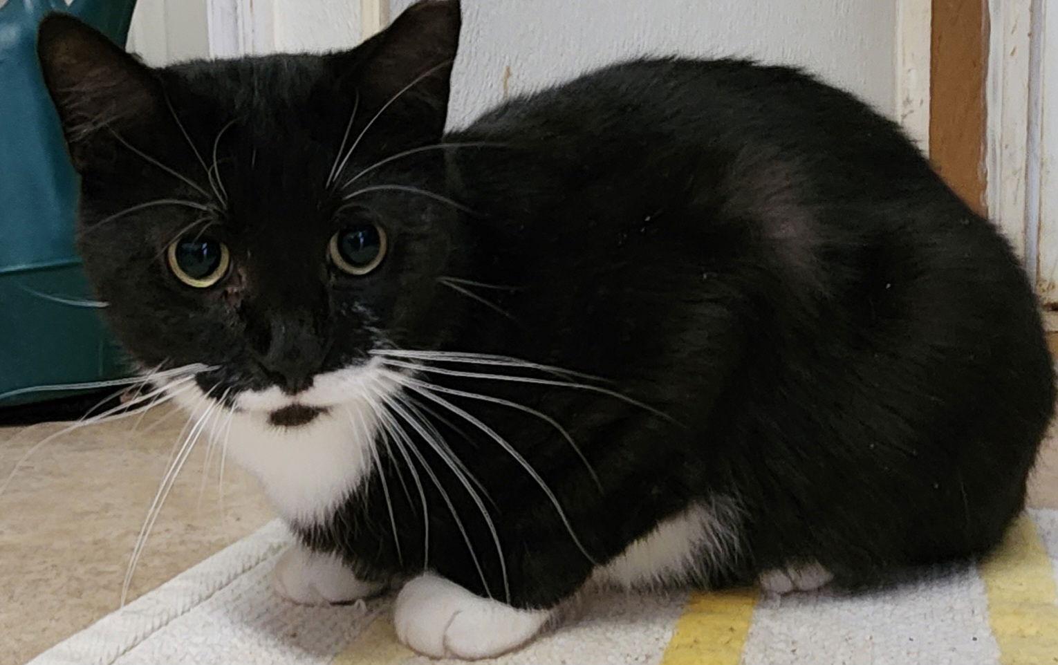 Duke, a Adoptable Domestic Short Hair in Berkeley Springs, WV image 3/3