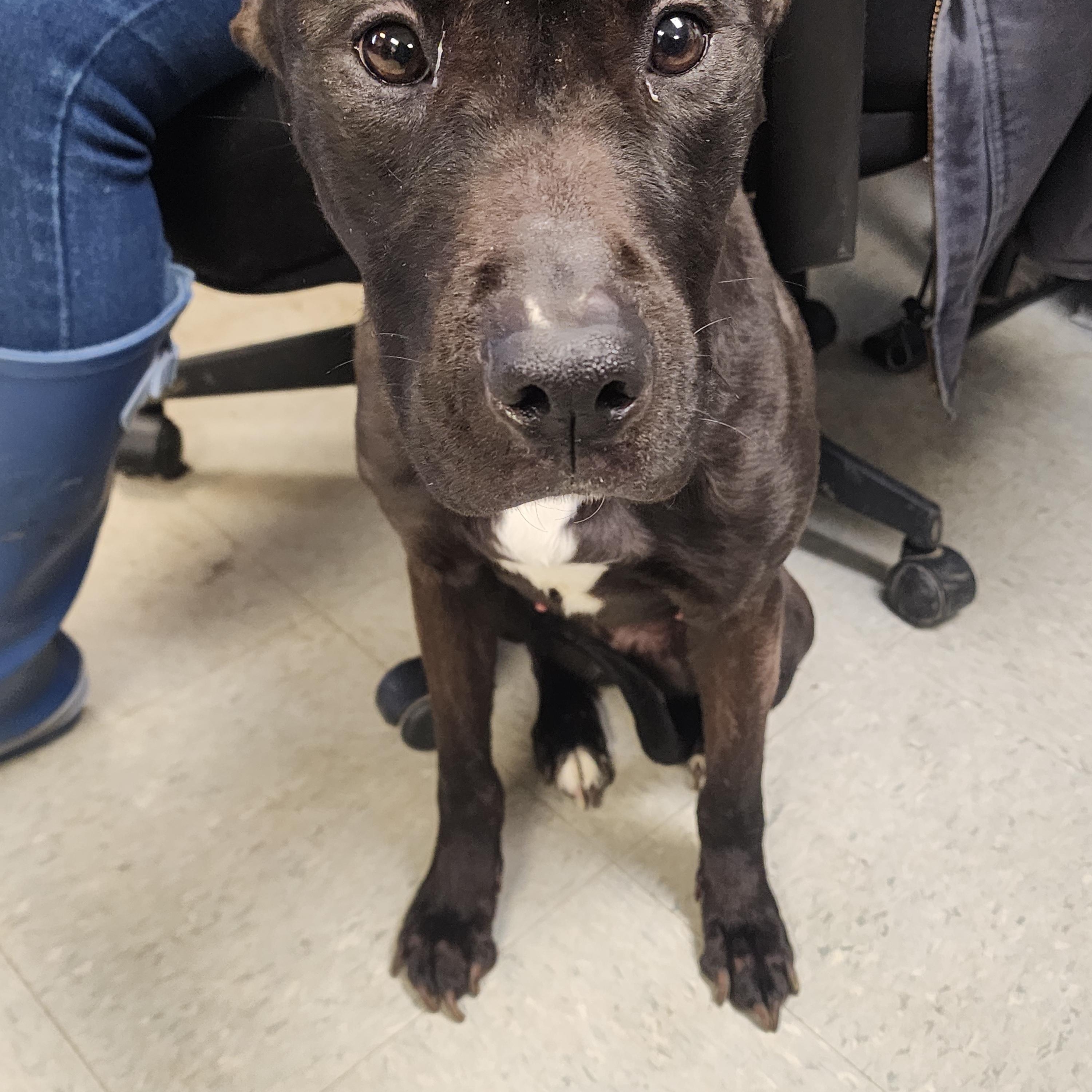 Enlarge Lainey, a ADOPTABLE mixed breed in Medina, OH image 1/2