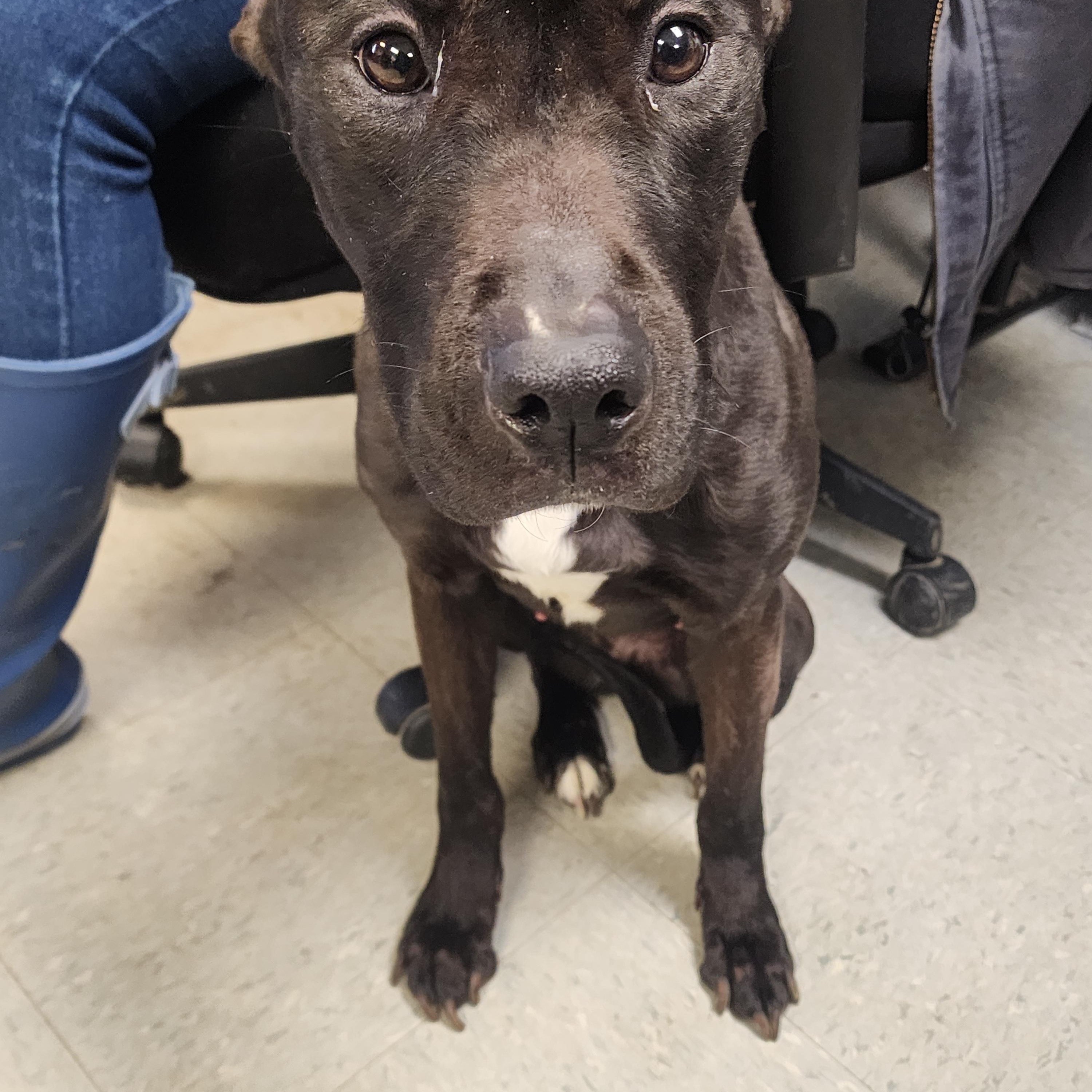 Enlarge Lainey, an adopted mixed breed in Medina, OH image 1/2