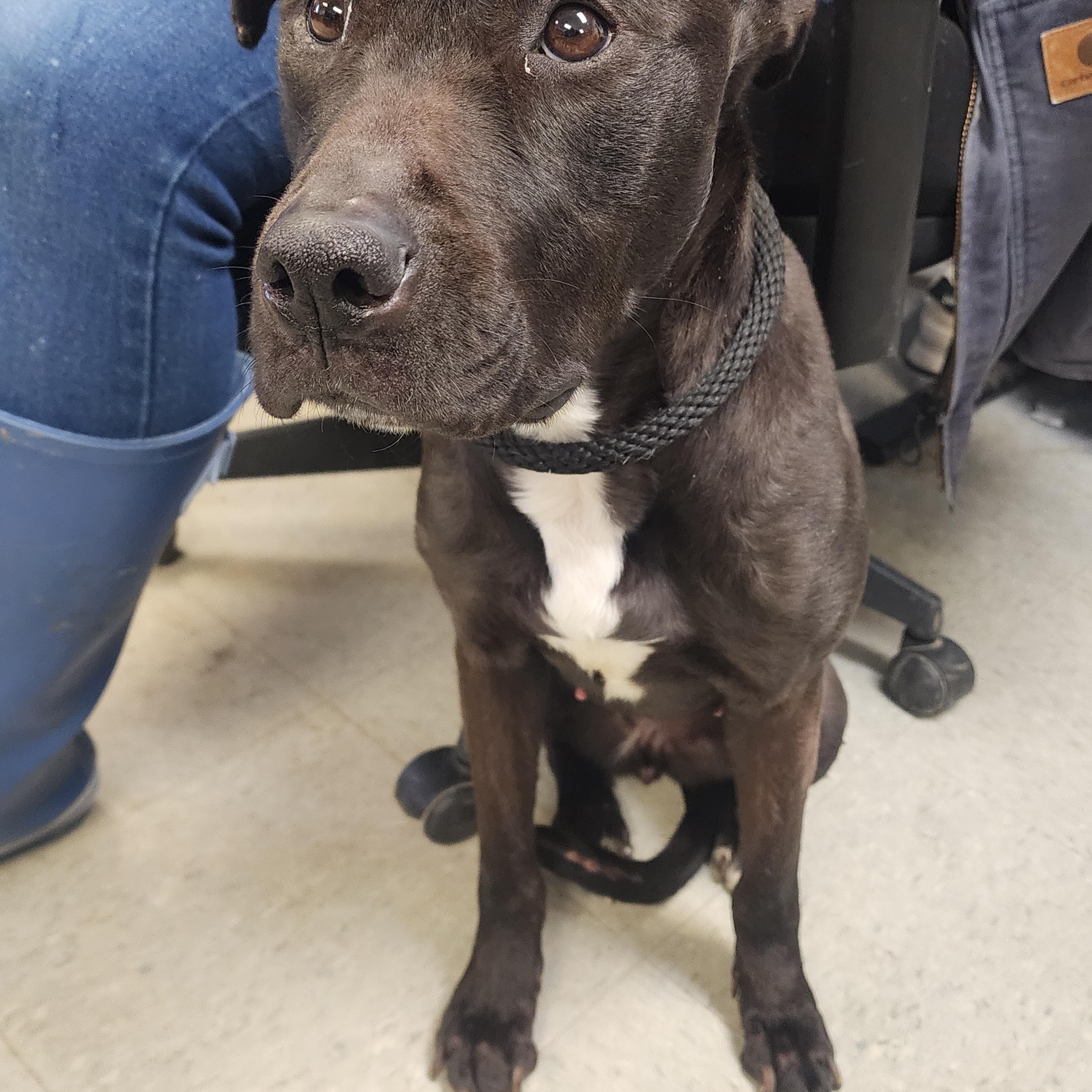 Enlarge Lainey, a ADOPTABLE mixed breed in Medina, OH image 2/2