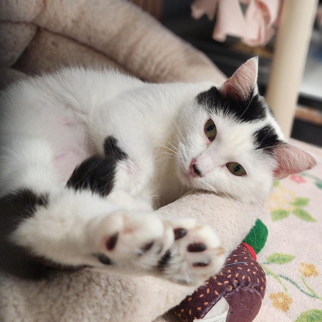 Sugarplum, Adoptable, Young Female Domestic Short Hair.