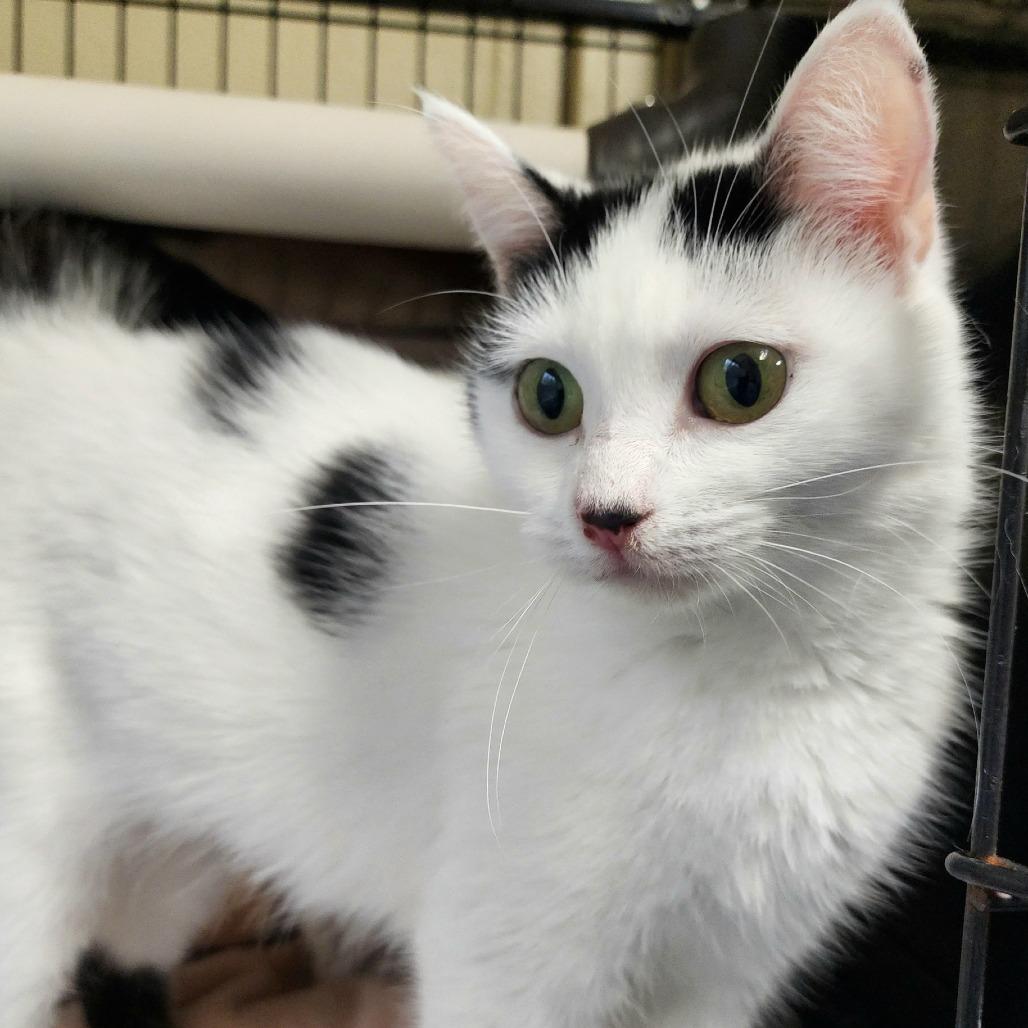 Enlarge Sugarplum, a Adoptable Domestic Short Hair in Columbus, NC image 2/3