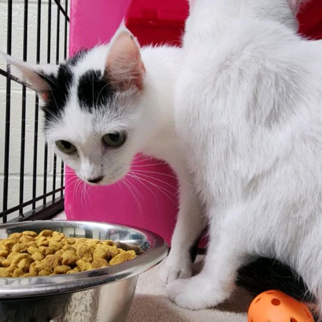 Enlarge Sugarplum, a Adoptable Domestic Short Hair in Columbus, NC image 3/3