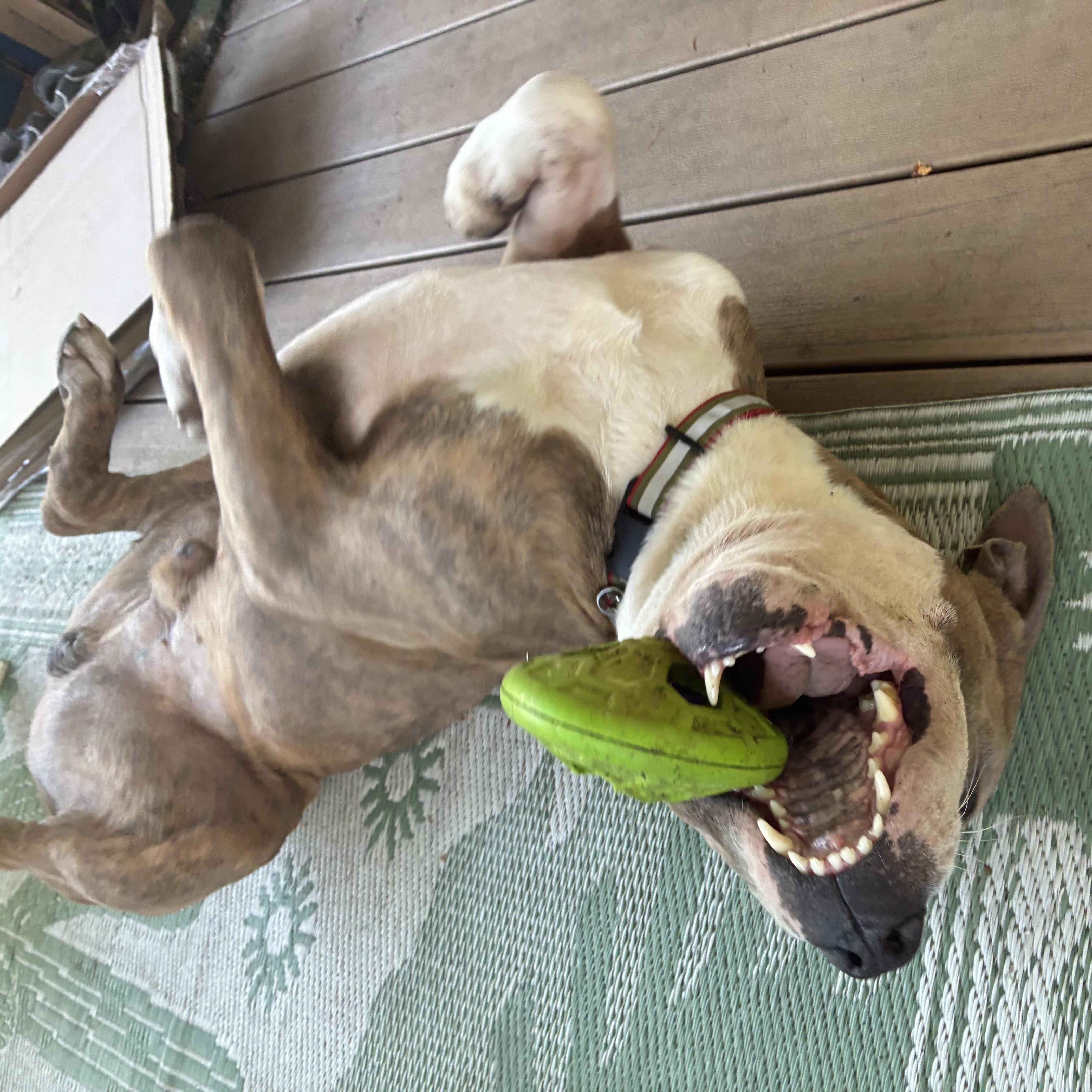 Enlarge Zazu, a Adoptable mixed breed in Portland, OR image 5/6