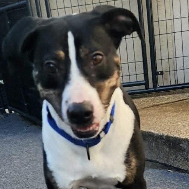 Enlarge Sammy, a Adoptable mixed breed in Cleveland, TN image 3/3