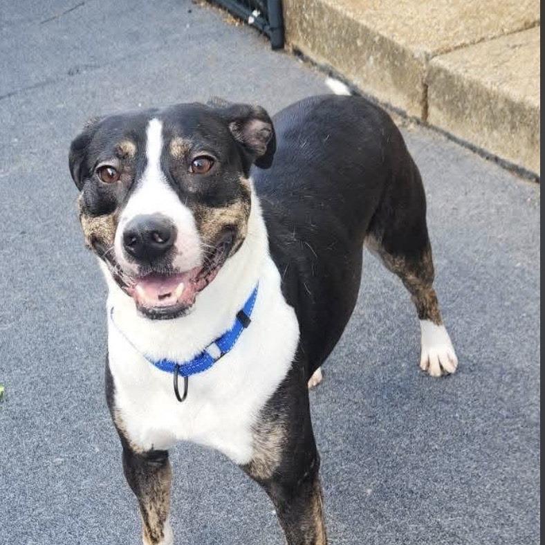 Enlarge Sammy, a Adoptable mixed breed in Cleveland, TN image 2/3