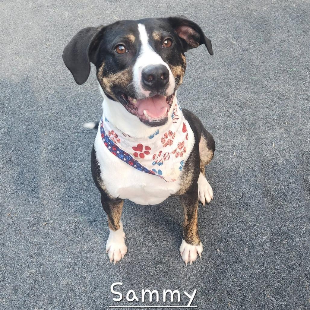 Sammy, Adoptable, Adult Male Mountain Cur & Catahoula Leopard Dog.