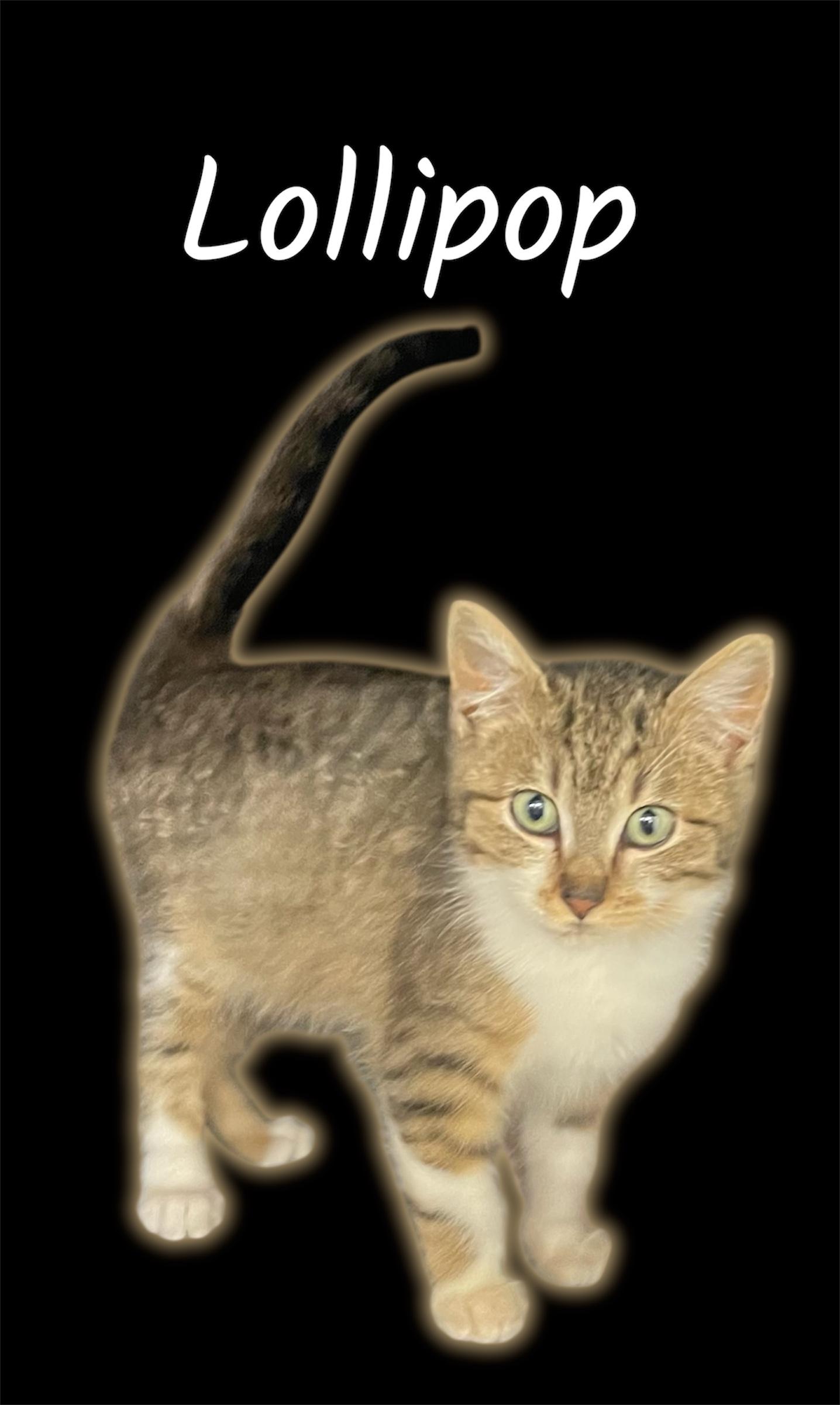 Enlarge Lollipop, a ADOPTABLE Domestic Short Hair in Auburn, CA image 1/1