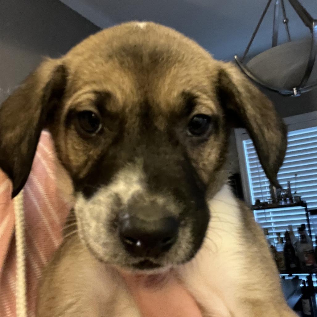 orange Collar, Adoptable, Puppy Male Mountain Cur & Cattle Dog.