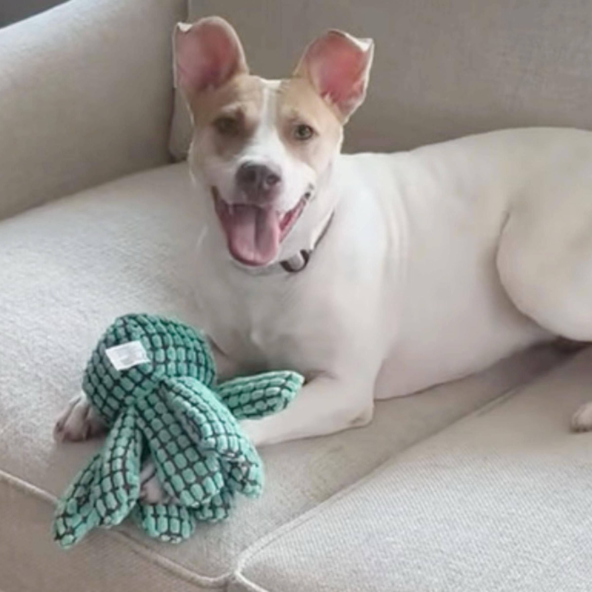 Ella, Adoptable, Adult Female Terrier.