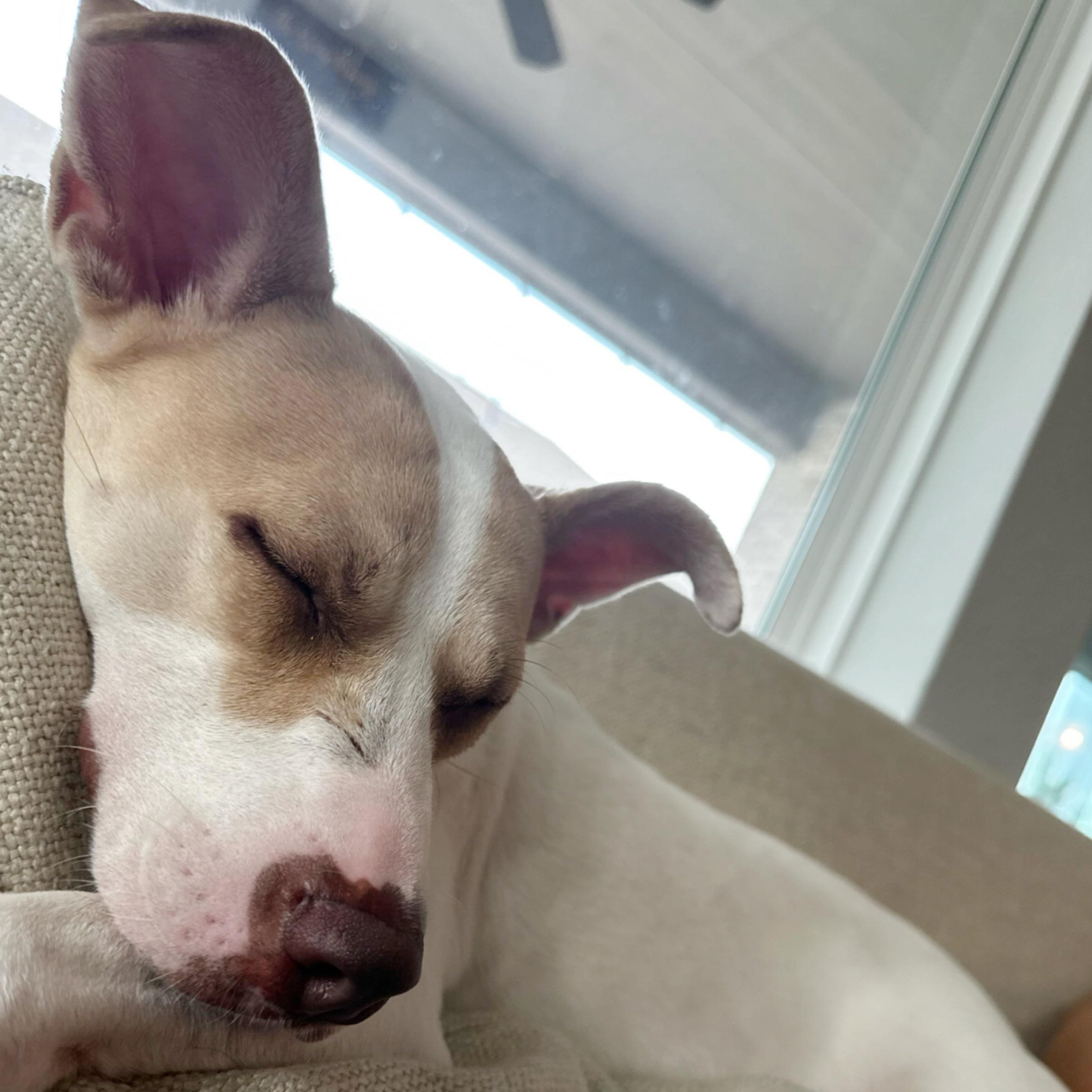 Ella, a Adoptable Terrier in Kingwood, TX image 6/6