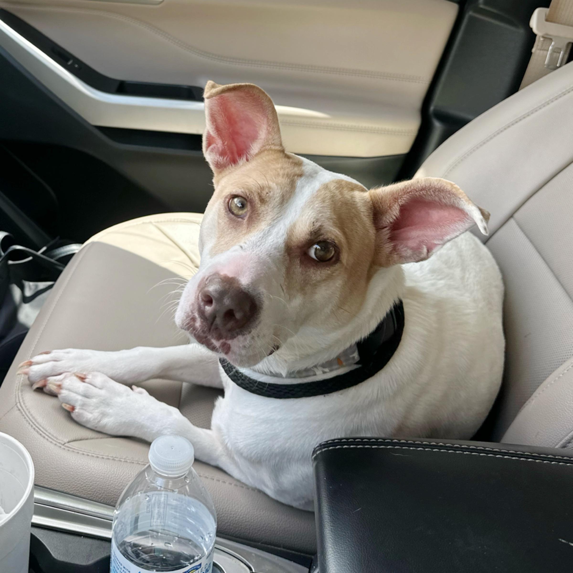 Ella, a Adoptable Terrier in Kingwood, TX image 1/6