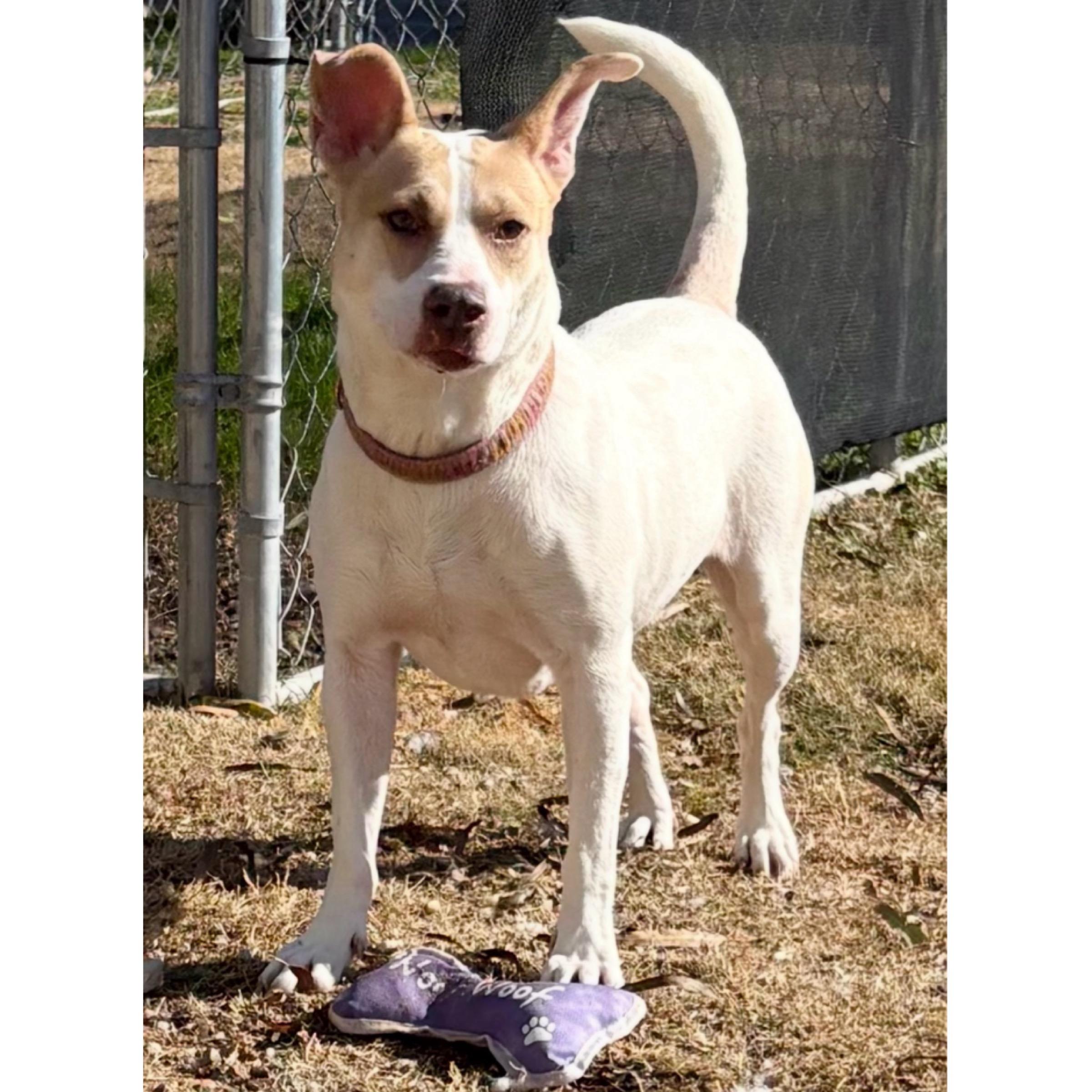 Ella, Adoptable, Adult Female Terrier.