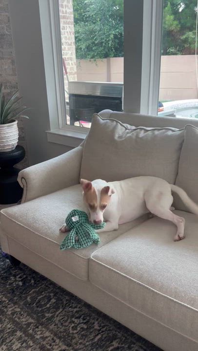 Enlarge Ella, a Adoptable Terrier in Kingwood, TX video 4/6