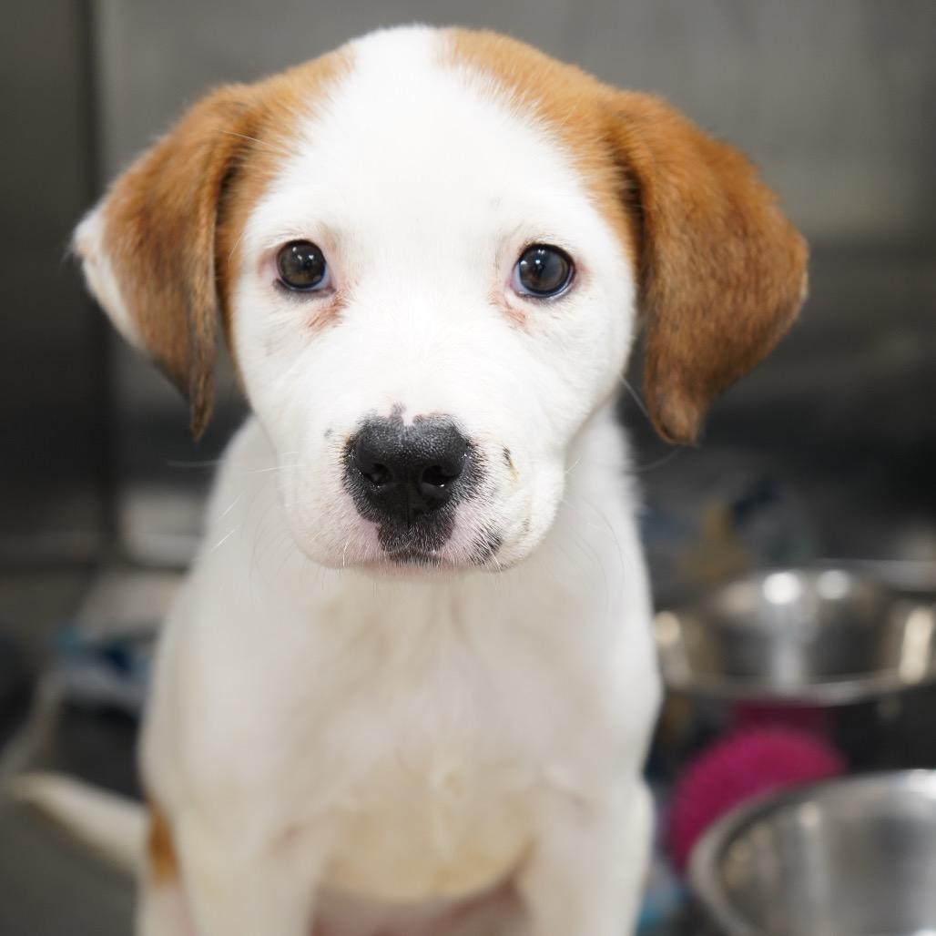 Pele — thumbnail 2