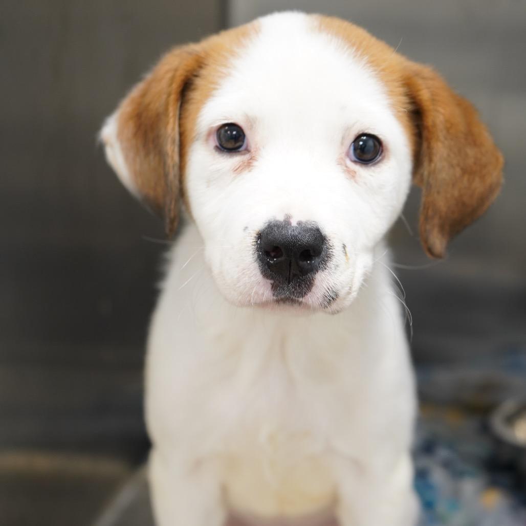 Pele — thumbnail 3