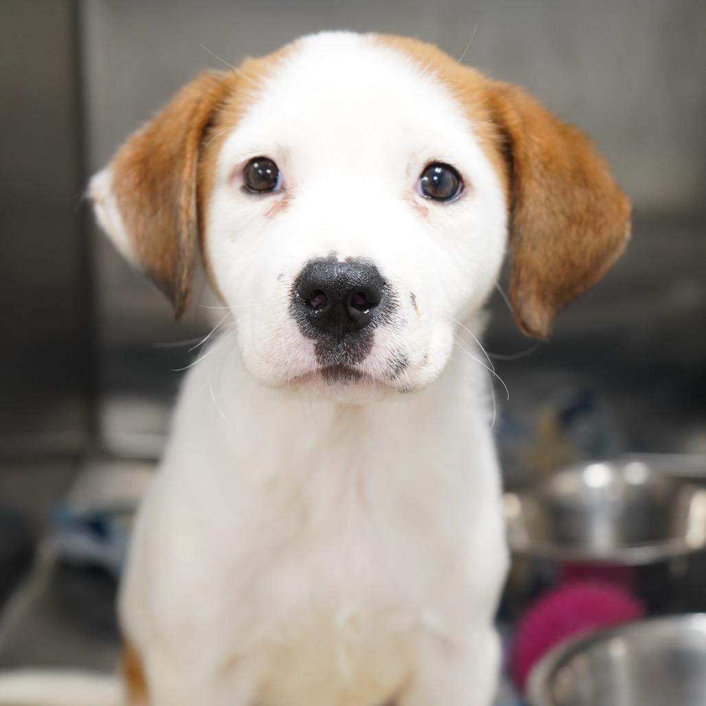 Pele — thumbnail 4