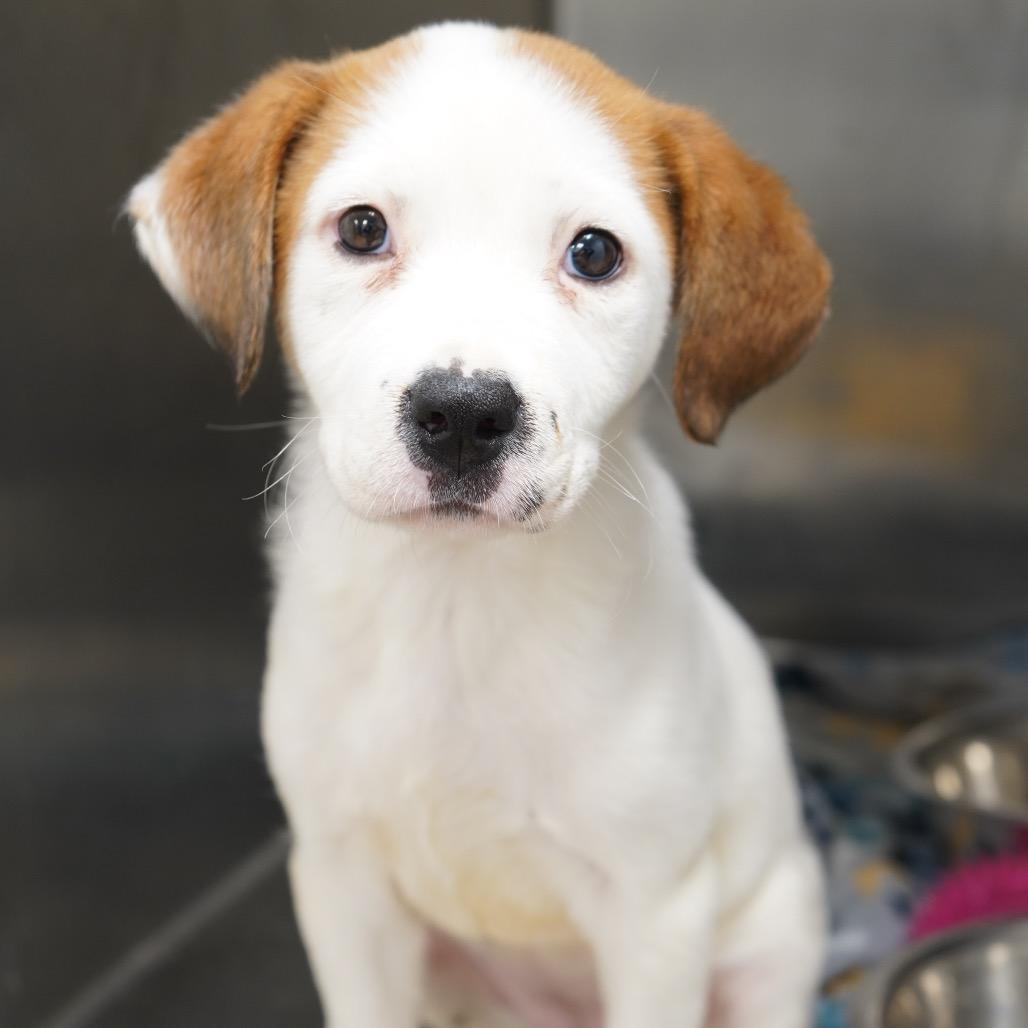 Pele — thumbnail 5