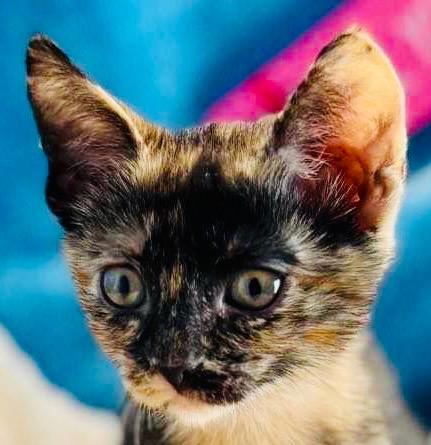 Annie Oakley, Adopted, Young Female Domestic Short Hair.