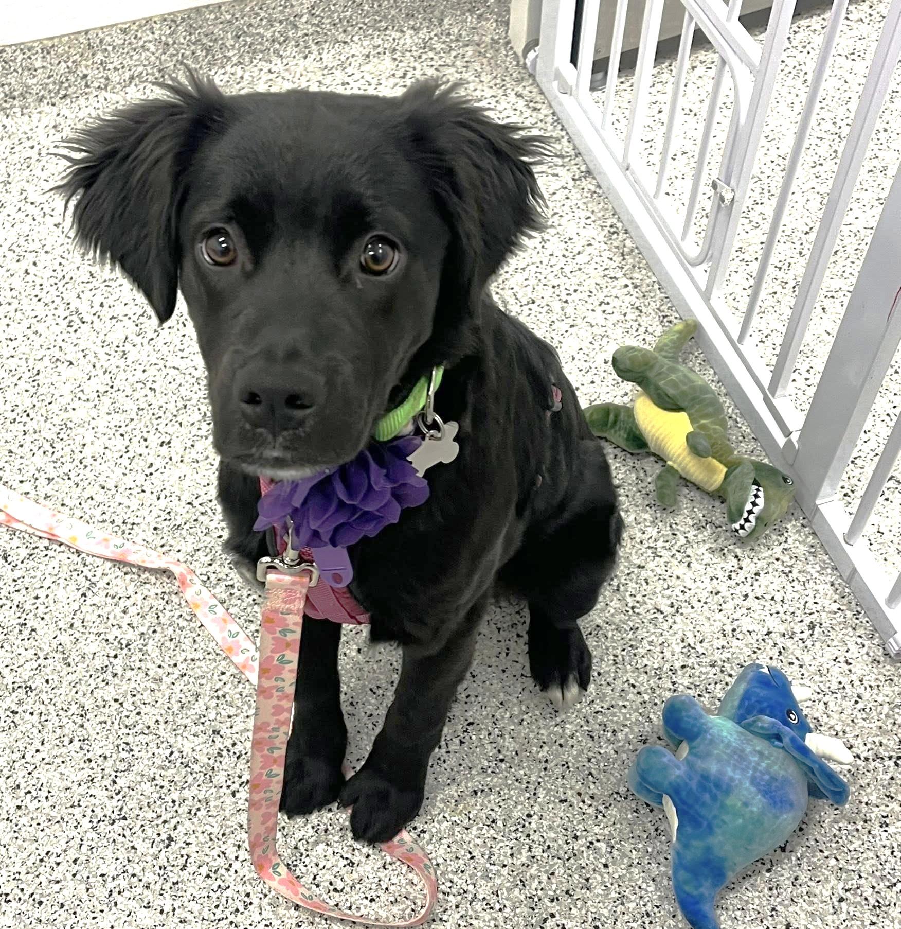 Mary, an adopted mixed breed in Palatine, IL image 2/5