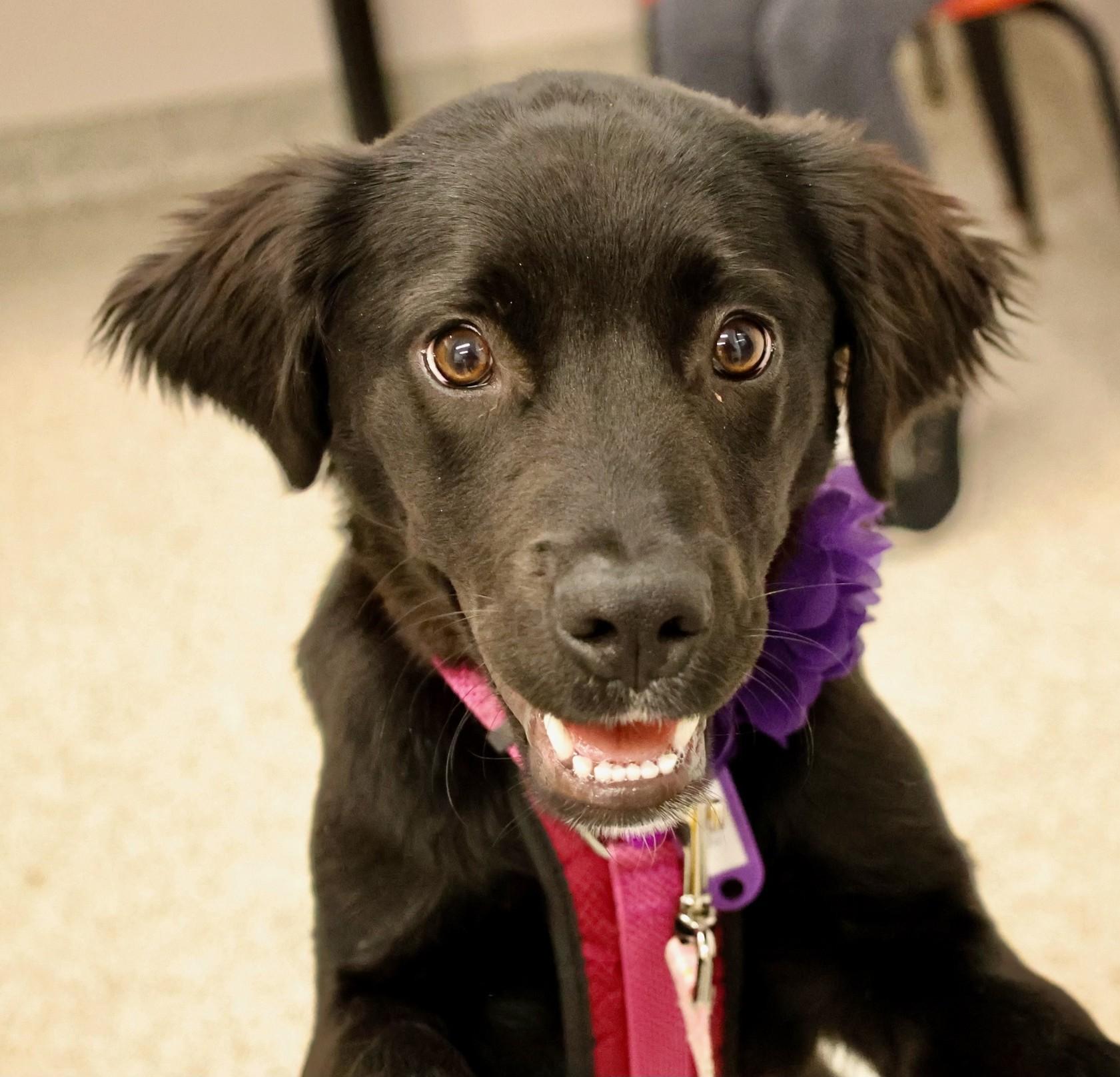 Mary, an adopted mixed breed in Palatine, IL image 3/5