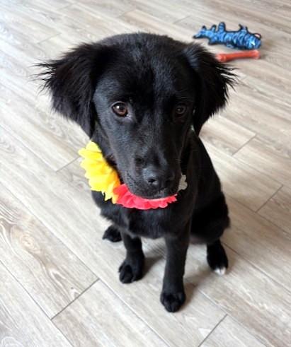 Mary, an adopted mixed breed in Palatine, IL image 4/5