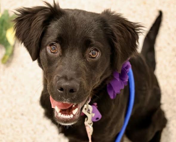 Mary, adopted, Puppy Female Retriever & Mixed Breed.