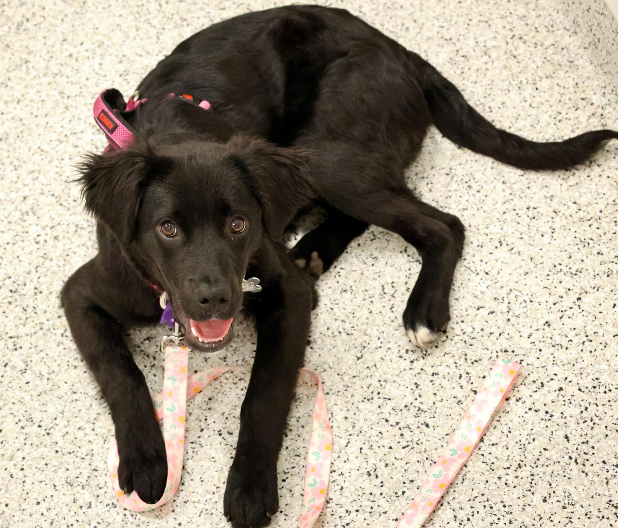 Mary, an adopted mixed breed in Palatine, IL image 5/5