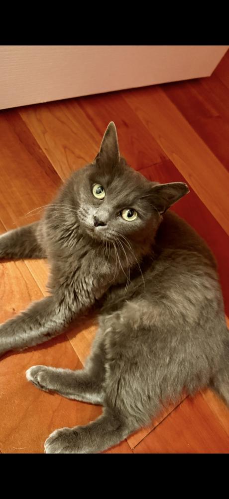 Luna, Adoptable, Adult Female Domestic Short Hair.
