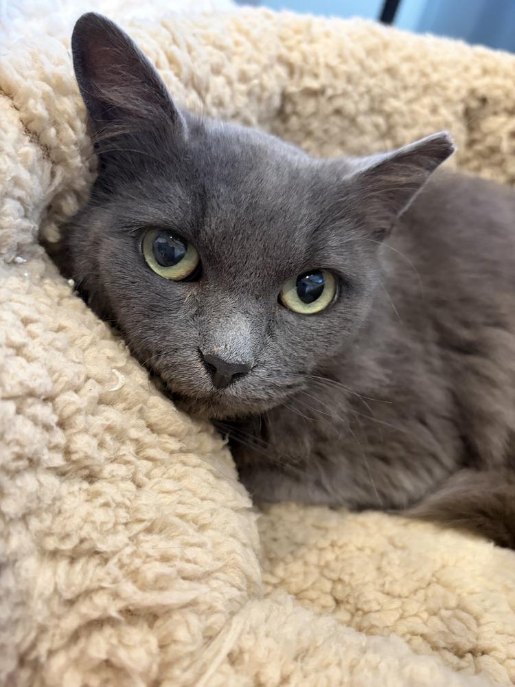 Enlarge Luna, a Adoptable Domestic Short Hair in Fremont, CA image 2/3