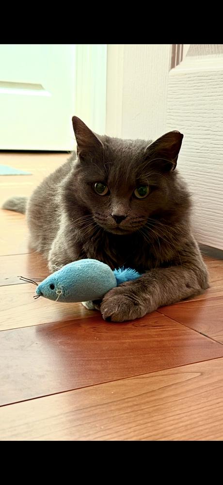 Enlarge Luna, a Adoptable Domestic Short Hair in Fremont, CA image 3/3