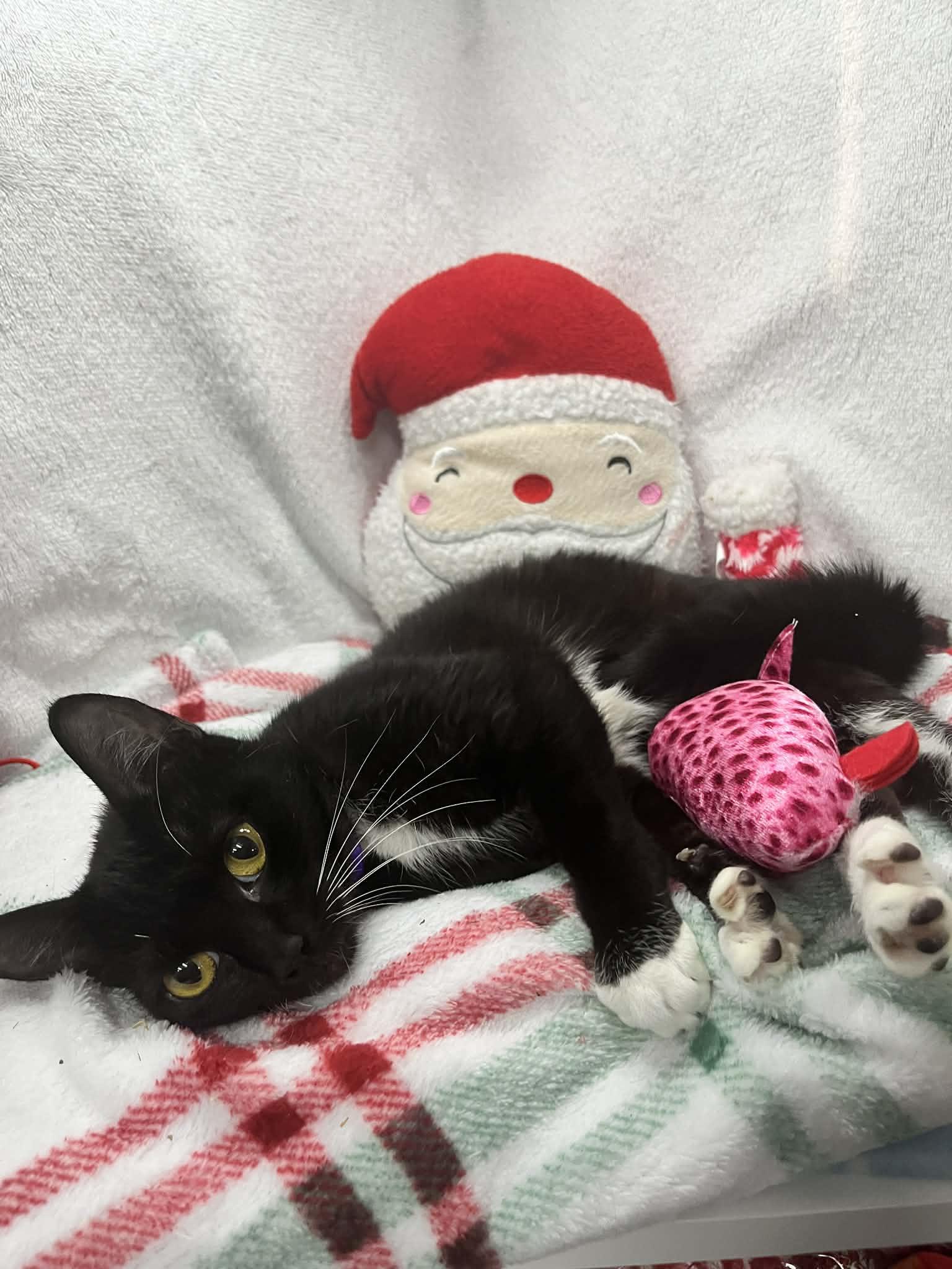 Angelica , a ADOPTABLE Domestic Short Hair in Tavares, FL image 2/2