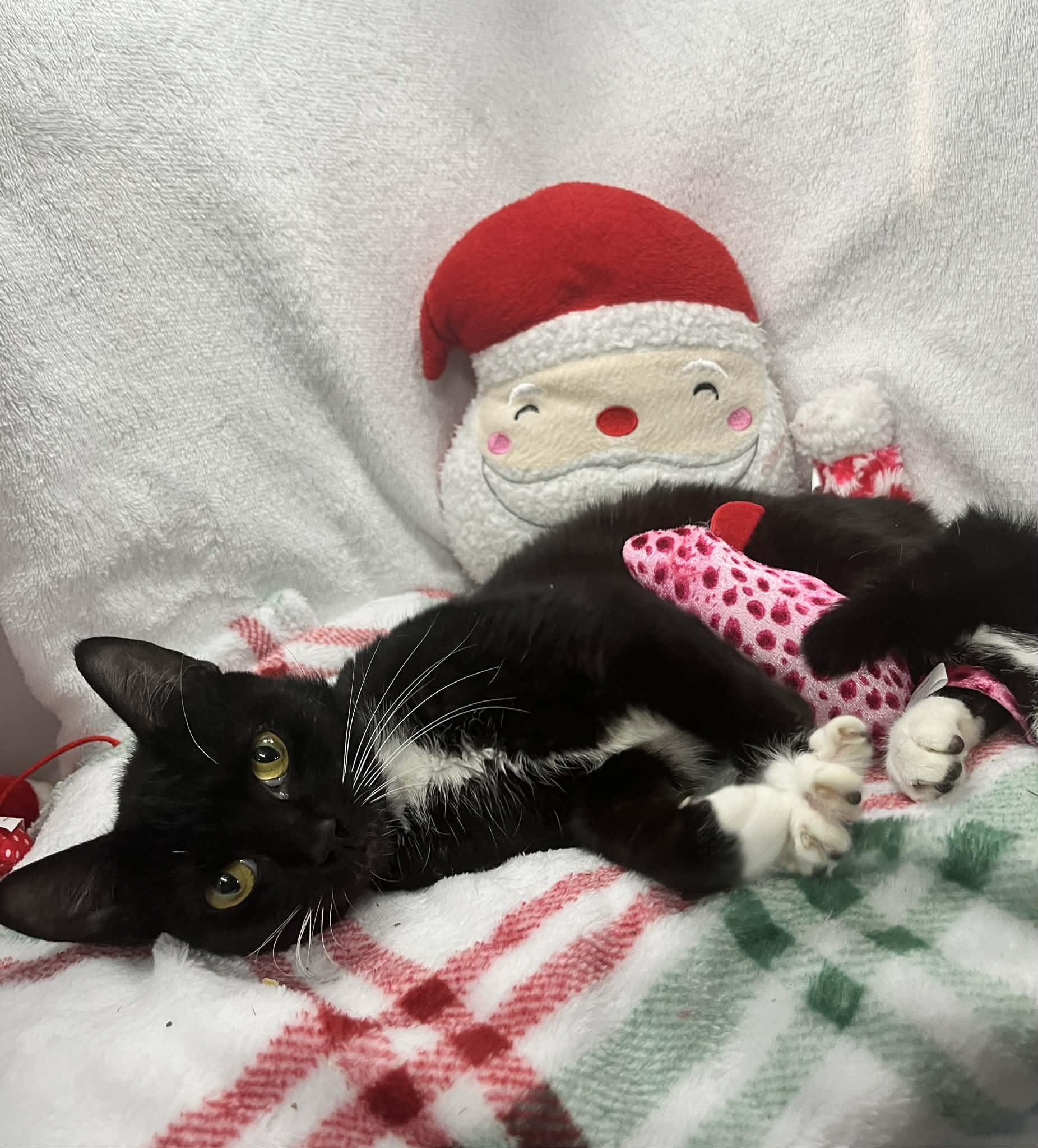 Angelica , a ADOPTABLE Domestic Short Hair in Tavares, FL image 1/2