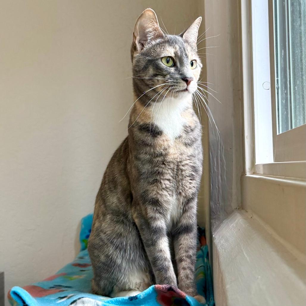 Bubbles, Adoptable, Young Female Domestic Short Hair.