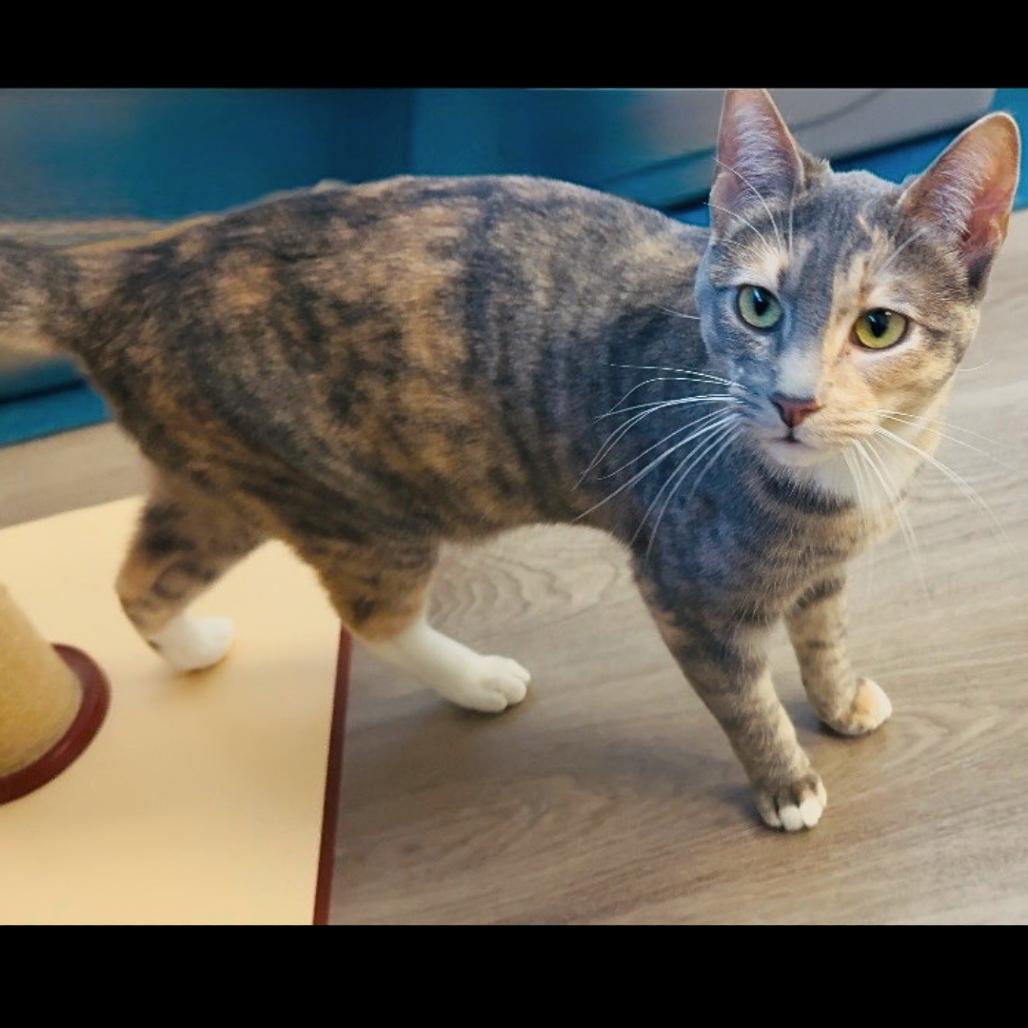 Bubbles, Adoptable, Young Female Domestic Short Hair.