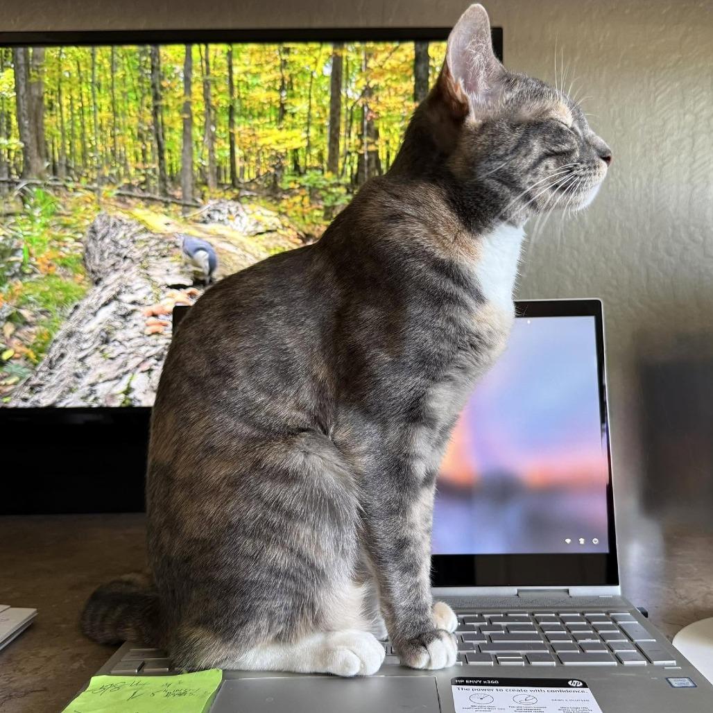 Bubbles, Adoptable, Young Female Domestic Short Hair.