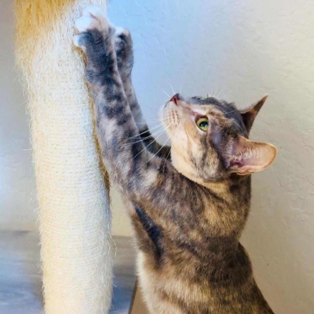 Enlarge Bubbles, a Adoptable Domestic Short Hair in Pleasant Hill, CA image 2/6