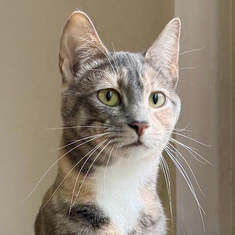 Enlarge Bubbles, a Adoptable Domestic Short Hair in Pleasant Hill, CA image 2/6