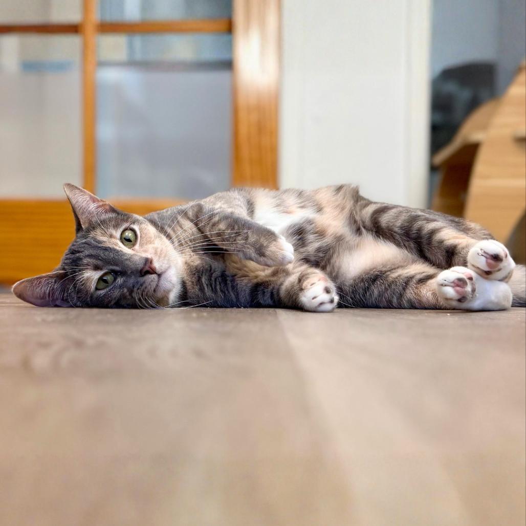 Enlarge Bubbles, a Adoptable Domestic Short Hair in Pleasant Hill, CA image 3/6