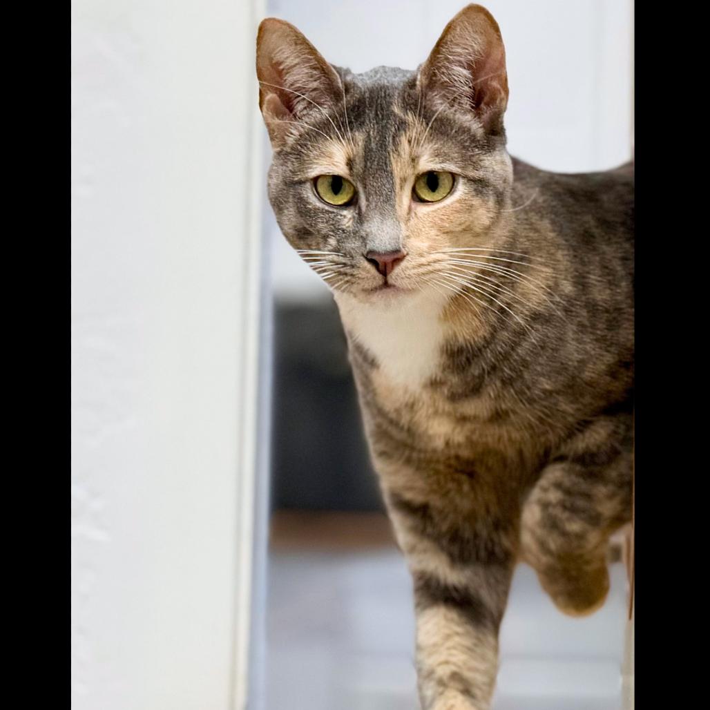 Enlarge Bubbles, a Adoptable Domestic Short Hair in Pleasant Hill, CA image 4/6
