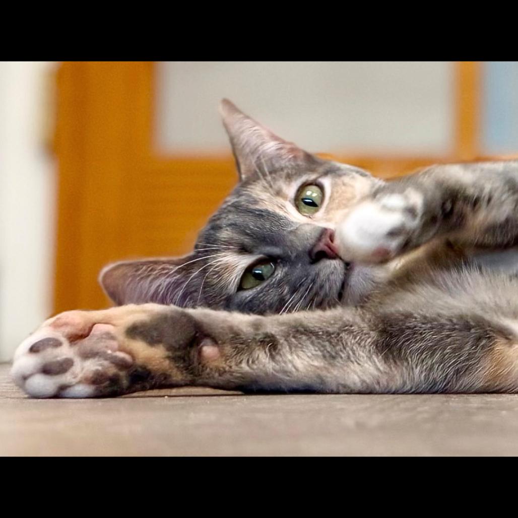 Enlarge Bubbles, a Adoptable Domestic Short Hair in Pleasant Hill, CA image 5/6