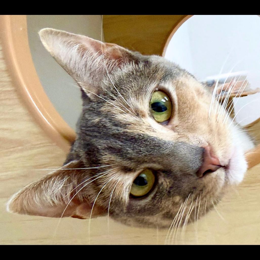 Enlarge Bubbles, a Adoptable Domestic Short Hair in Pleasant Hill, CA image 6/6