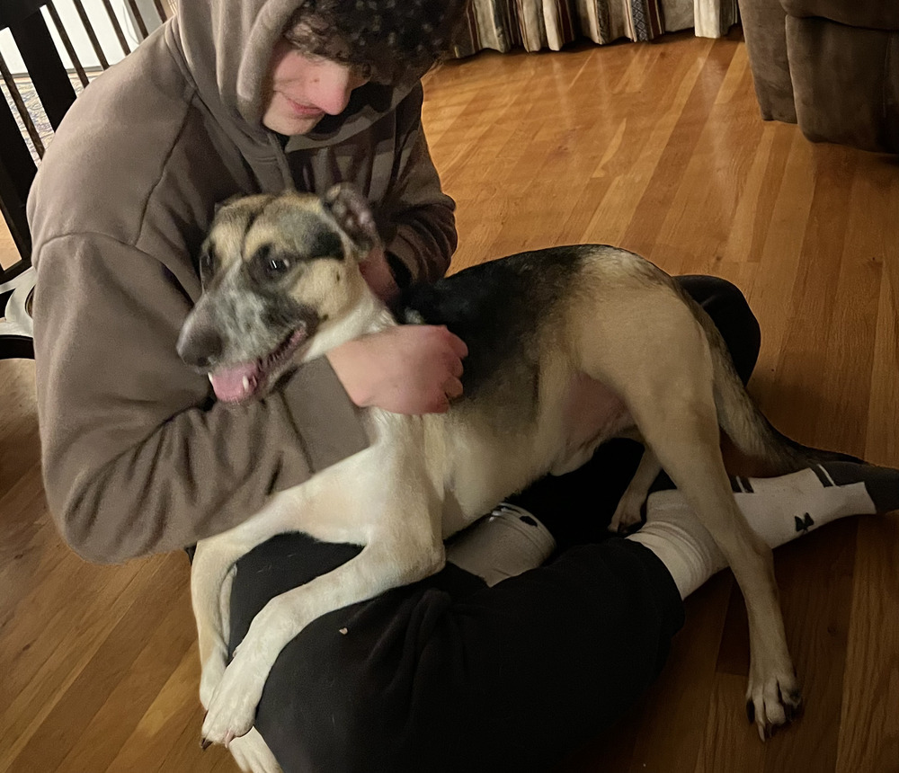 Bullet (Brianna&#39;s Litter) photo 9