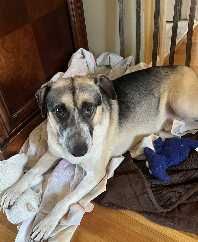 Bullet (Brianna&#39;s Litter), Young Male Shepherd