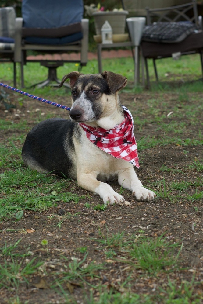 Bullet (Brianna&#39;s Litter) photo 8