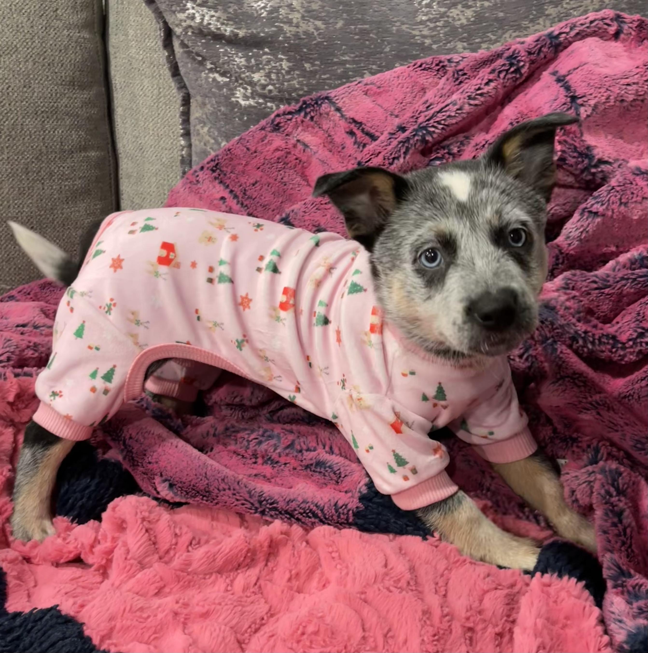 Enlarge Huckleberry, a Adopted mixed breed in Spokane, WA image 2/5