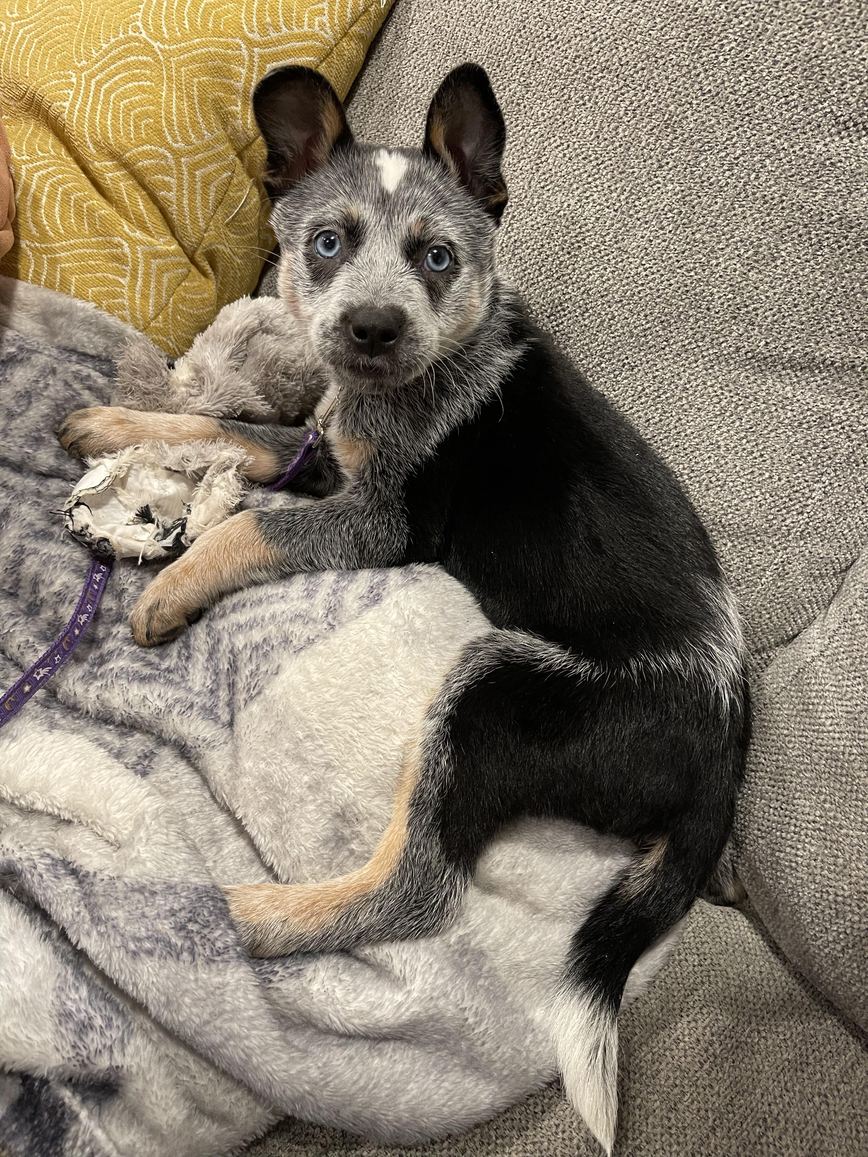 Enlarge Huckleberry, a Adopted mixed breed in Spokane, WA image 5/5